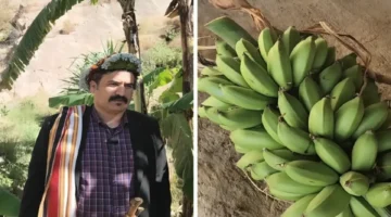 مزارع بجازان يكشف كيف وصل سعر كيلو الموز الصخري إلى 75 ريالاً وأصل تسميته